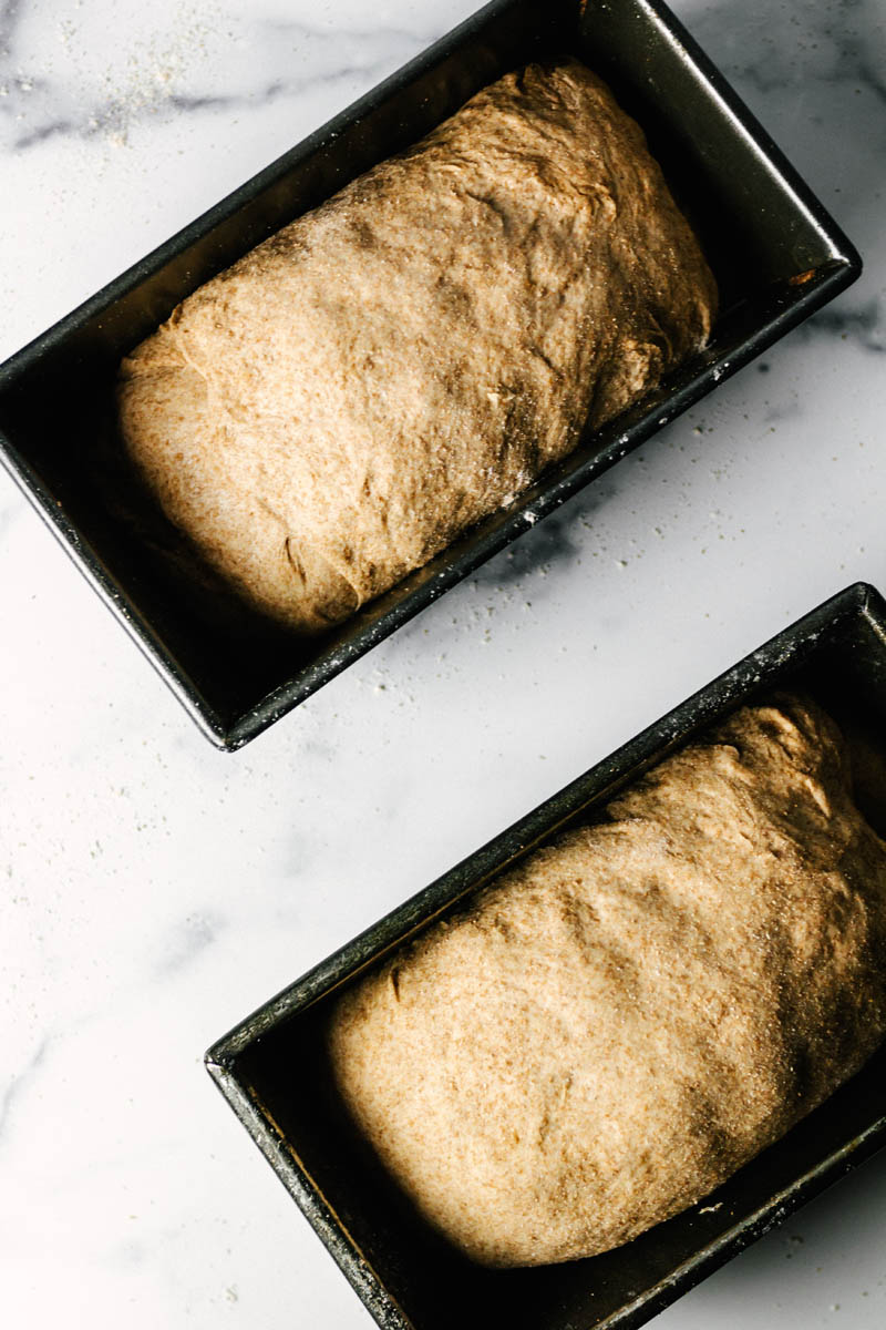 whole wheat bread dough loaves in 2 pans
